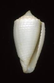 Rolaniconus buniatus b.jpg
