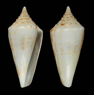 robertmoolenbeeki-holotype.jpg