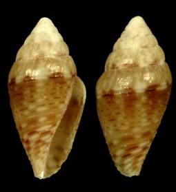 molaerivus-holotype.jpg