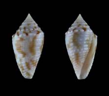 boriqua-holotype.jpg