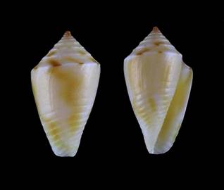 marcusi-holotype.jpg