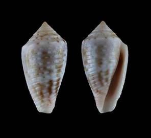 masinoi-holotype.jpg