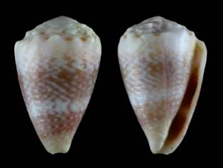 sinaiensis-holotype.jpg