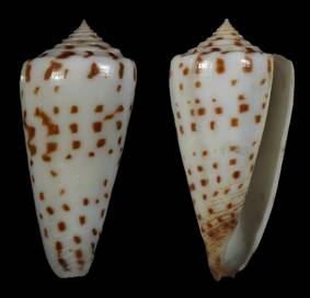 tenorioi-holotype.jpg
