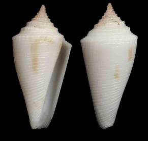 maribelae-holotype.jpg