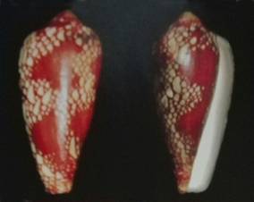 ngocngai-holotype.jpg