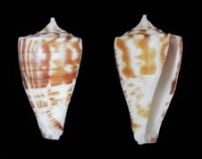 olangoensis-holotype.jpg
