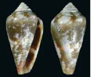 barrosensis_holotype.JPG