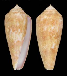 crosnieri-holotype.jpg