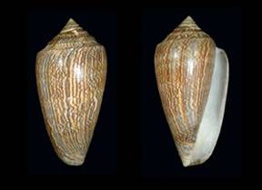 vezzaronellyae-holotype.jpg