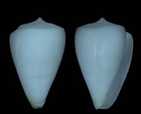 angeluquei-holotype.jpg