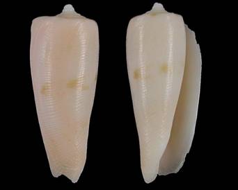cymbioides-holotype.jpg