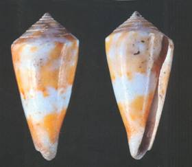 oualeiriensis-holotype.jpg