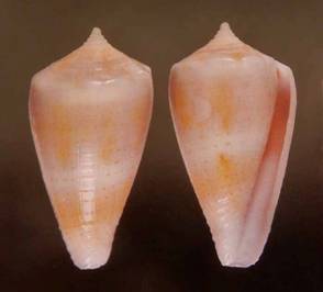 fraserorum-holotype (1).JPG