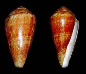huberiana-holotype.jpg