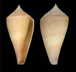 neocaledonicus-holotype.jpg