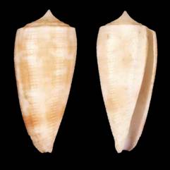 miguelfiaderoi_holotype_2015.jpg
