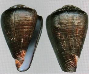 monicae-holotype.jpg
