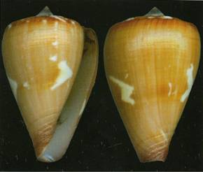 rosi-holotype.jpg