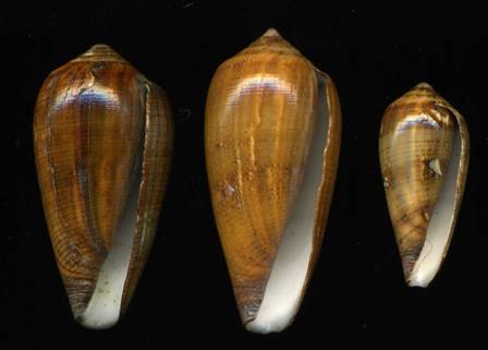 minimus_holotype.jpg