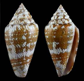 roquensis_holotype.jpg