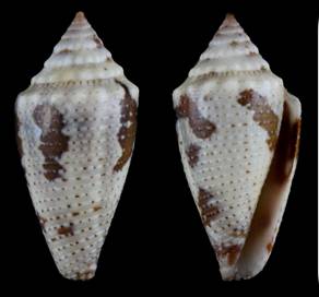 smirnoides_holotype.jpg