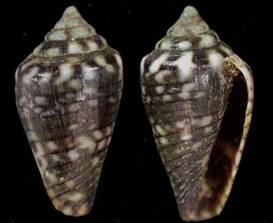 hoaraui_holotype.jpg