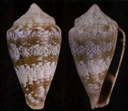 malcolmi_holotype.jpg