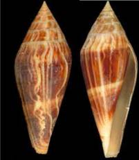nelsonandradoi-holotype_Email.jpg