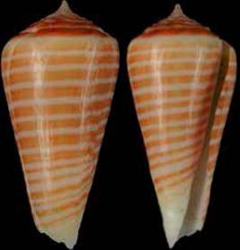 damioi-holotype_2.jpg