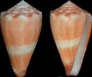 pedrofiadeiroi-holotype_2.jpg