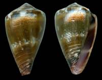 edpetuch-holotype.jpg
