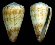 norpothi_holotype.jpg