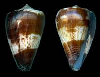 conco_2014_holotype.jpg