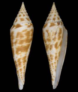 zardoyai Holotype.jpg